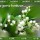 Le Muguet du 1er mai / May 1st Lily of the Valley