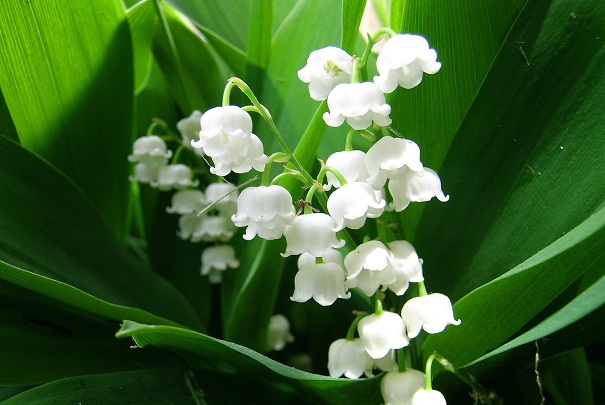 Lily of the Valley – Muguet des Bois Intoxicating Fragrance – French A ...