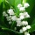 Lily of the Valley - Muguet des Bois Intoxicating Fragrance